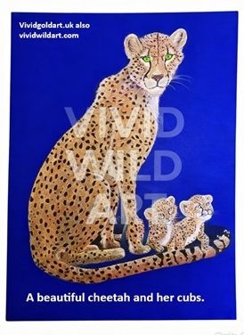 cheetah1